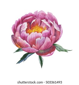 Wildflower peony flower in a watercolor style isolated. Aquarelle wild flower for background, texture, wrapper pattern, frame or border.