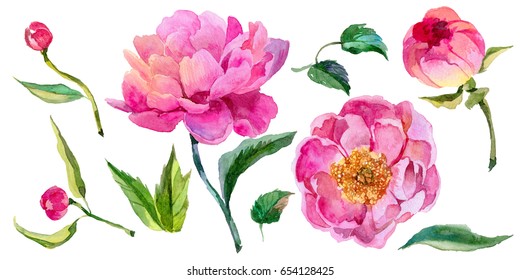 39,521 Watercolor peony border Images, Stock Photos & Vectors ...