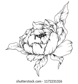 Wildflower Peony Style Isolated Full Name Stock Illustration 1172231326 ...