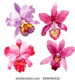 Wildflower pink orchid flower in a watercolor style isolated. Full name of the plant: pink orchid. Aquarelle wild flower for background, texture, wrapper pattern, frame or border.