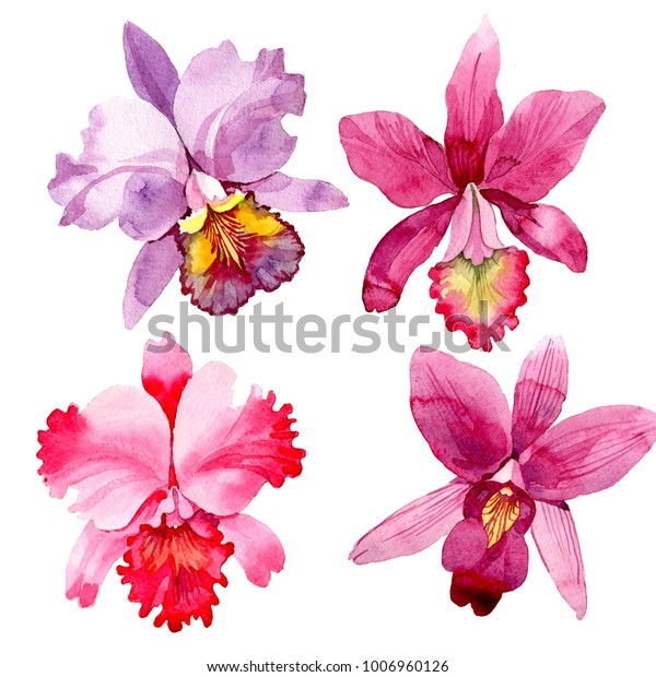 Wildflower Pink Orchid Flower Watercolor Style Stock Illustration