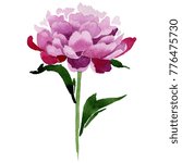 Wildflower pink peony flower in a watercolor style isolated. Full name of the plant: peony. Aquarelle wild flower for background, texture, wrapper pattern, frame or border.