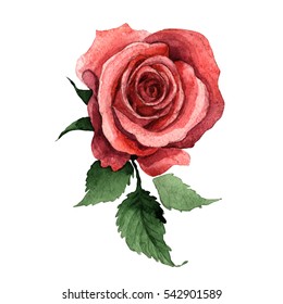 Wildflower Rose Flower In A Watercolor Style Isolated. Full Name Of The Plant: Rose, Hulthemia, Rosa. Aquarelle Wild Flower For Background, Texture, Wrapper Pattern, Frame Or Border.