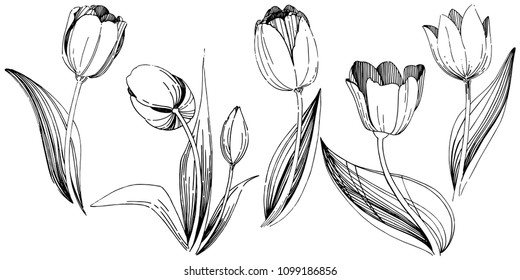 Tullips Spring Flower Vector Illustration Stock Vector (Royalty Free ...