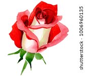 Wildflower two-color dark red rose flower in a watercolor style isolated. Full name of the plant: rose, hulthemia, rosa. Aquarelle wild flower for background, texture, wrapper pattern or border.