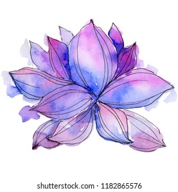 Wildflower watercolor purple lotus flower  Floral botanical flower  Isolated illustration element  Aquarelle wildflower for background  texture  wrapper pattern  frame border 