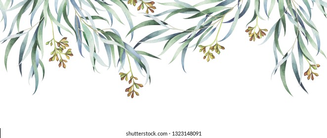 Willow eucalyptus branches with seeds  isolated on white background. Watercolor hand drawn illustration.