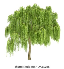 Willow Tree Isolated