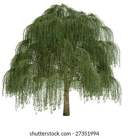 Willow Tree Isolated On White Background