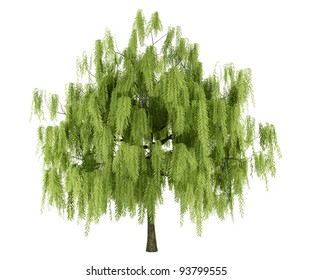 Willow Tree Isolated On White Background