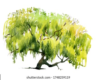 Willow tree light green summer watercolour illustration realistic isolated on white.