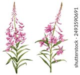 willowherb, fireweed, field flowers, watercolor drawing wild plants at white background, floral elements, hand drawn botanical illustration