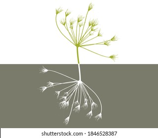 Wilted flower the plant called dill  in positive  negative composition reminiscent plant   its roots 