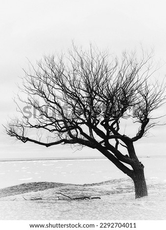 Similar – Image, Stock Photo Wind from right Tree Coast