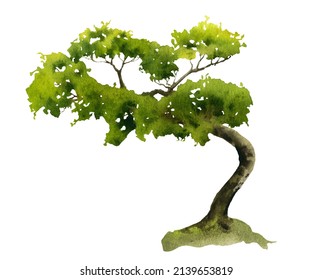 Winding maple tree hand drawn in watercolor isolated on a white background. Watercolor illustration. Japanese maple. Niwaki	
