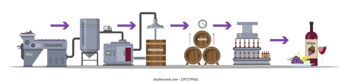Wine production process. Fermentation, distillation, pressing, aging and bottling alcohol drink. Wooden barrel with wine. Isolated  flat illustration
