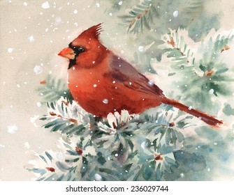 Winter Cardinal Bird Hand Painted Watercolor Illustration 