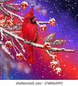 Winter Christmas background, red cardinal bird sits on snowy branches, berries, leaves in the snow, evening lighting.