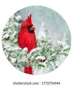 Winter Christmas Background, Red Cardinal Bird Sits On Snowy Branches Of Spruce, Evening, Blizzard, Snow Flies, Round Form