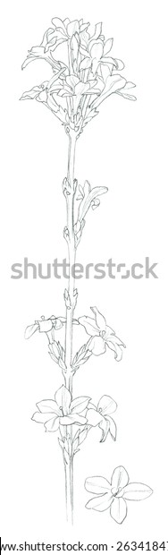 Winter Jasmine Pencil Drawing Arkivillustrasjon 263418476