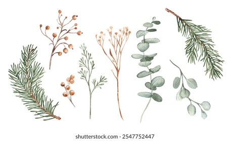 Winter Plants Branches and Berries. Eucalyptus, Fir, Dry yellow Tansy. Botanical illustration isolated on white background. Watercolor Floral set of Design elements for cards, prints and patterns. - Powered by Shutterstock