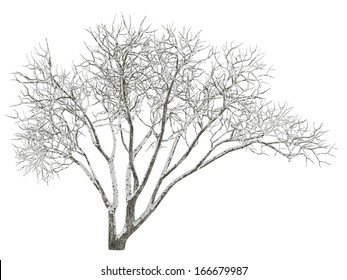 Winter Tree On Snow Isolated