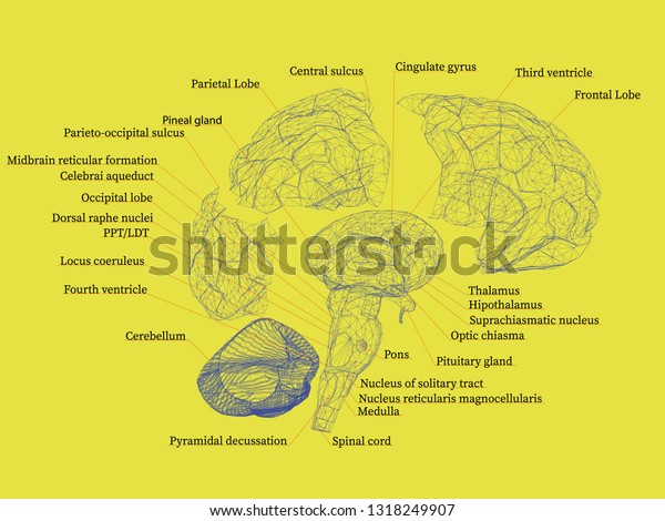 Wireframe Human Brain Parts Brain Names Stock Illustration 1318249907