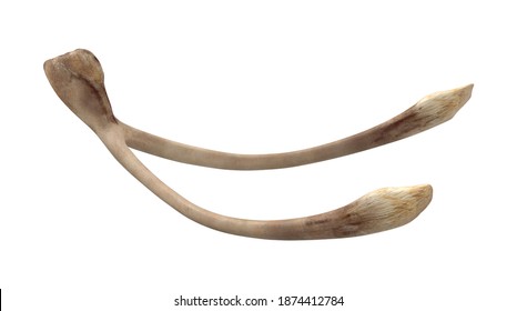 Wishbone 3D Illustration On White Background