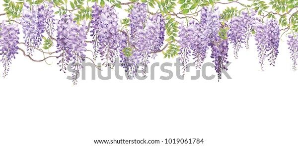 Wisteria background with watercolor painting.Hand\
drawn on white background.Illustration for various tasks such as\
greeting cards,love card. birthday cards, or different print\
jobs.