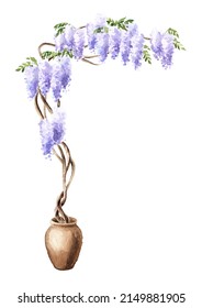 Wisteria  blossom  tree.  Hand  drawn watercolor  illustration isolated on white background