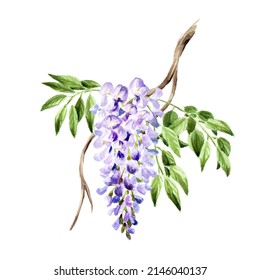 Wisteria flower  blossom branch.  Hand  drawn watercolor  illustration isolated on white background