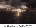 Withered cornfield with path in front of dramatic sky. 3D Rendering