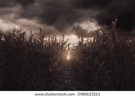 Similar – Image, Stock Photo Cornfield Background