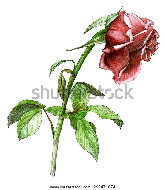 Withered Rose Colored Pencil Drawing Stock Illustration 265471874