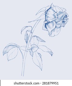 Withered rose - pencil drawing