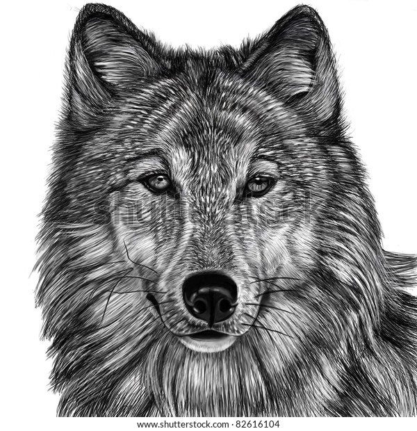 Wolf Stock Illustration 82616104