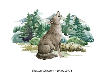 Wolf animal in forest landscape. Watercolor illustration. Wild howling wolf in forest scene. Festive print image. Furry grey animal in wild forest herbs, bushes and fir trees. Side view forest animal