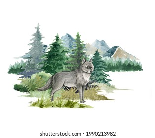 Wolf Animal In Forest Landscape. Watercolor Illustration. Wild Wolf Standing In Forest Scene. Rustic Print Image. Furry Grey Animal In Wild Forest Herbs, Bushes, Fir Trees. Side View Forest Animal