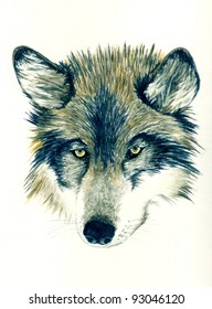 Wolf, carnivore, predator, wildlife, wild