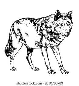 Wolf Drawing Line Art Black White Stock Illustration 2030780783 ...