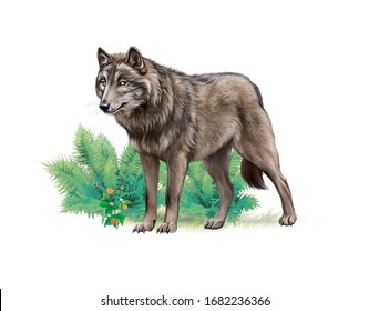 wolf in the forest  realistic drawing  illustration for the children's encyclopedia animals  isolated image white background
