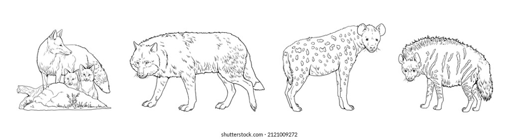 Wolf, Fox, Spotted Hyena And Striped Hyena.Comparison Of Animals. Digital Template For Coloring Book With Predators.