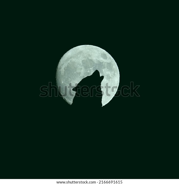 Wolf howling at the Moon with black background\
illustrate 