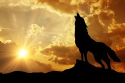  Wolf Howling At The Sunset
