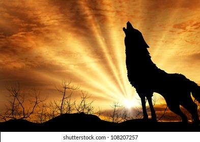 Lone Wolf Images, Stock Photos & Vectors | Shutterstock