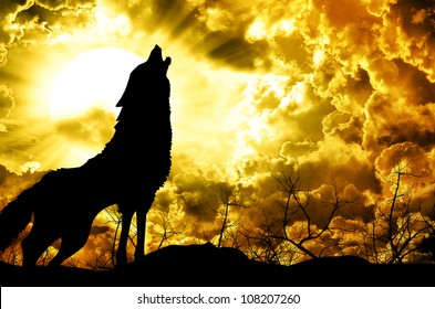 Lone Wolf Images, Stock Photos & Vectors | Shutterstock