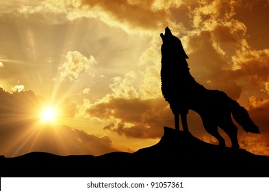 Lone Wolf Images, Stock Photos & Vectors | Shutterstock