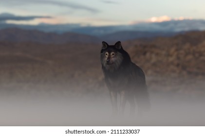 Wolf In A Misty Rolling Rocky Landscape. 3D Render.