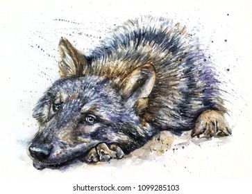 Wolf Watercolor Animals Predator Wildlife