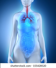 Woman Bronchial Tree Anatomy